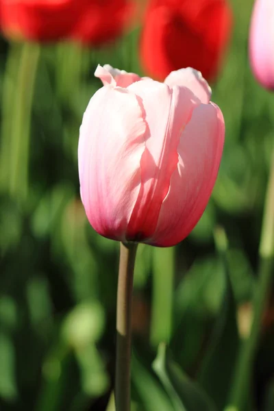 Roze en rode tulpen — Stockfoto