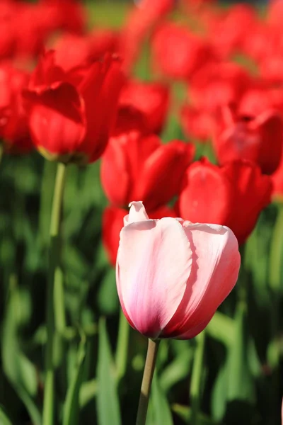 Rosa och Röda tulpaner på park — Stockfoto