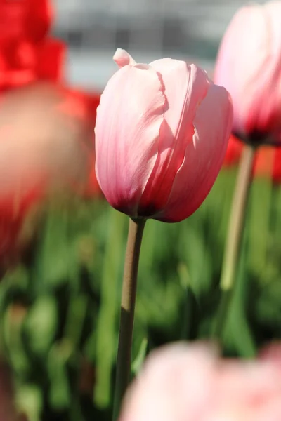 Roze en rode tulpen — Stockfoto