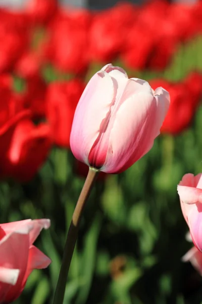 Tulipas rosa e vermelha — Fotografia de Stock