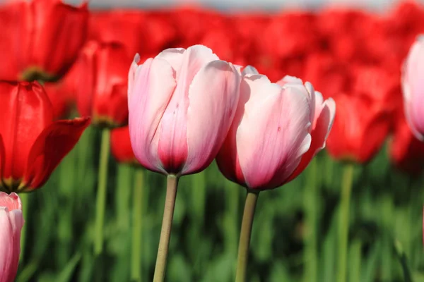 Tulipas rosa e vermelha — Fotografia de Stock