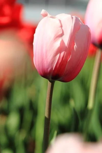 Roze en rode tulpen — Stockfoto