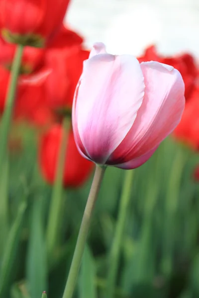 Tulipas Rosa Vermelha Livre Parque — Fotografia de Stock