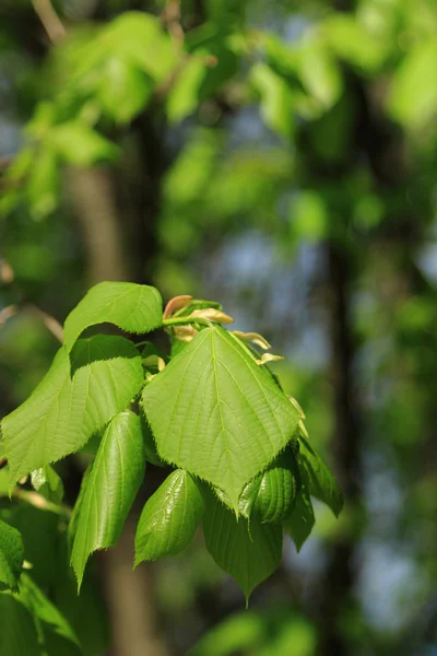 Lovely nature, Russia — Stock Photo, Image