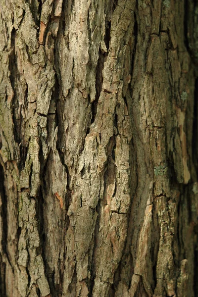 Gamla Trä Texturerad Bakgrund — Stockfoto