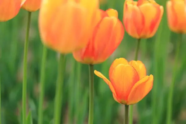 Tulipa Laranja Vermelha Jardim Flores Primavera Parque — Fotografia de Stock