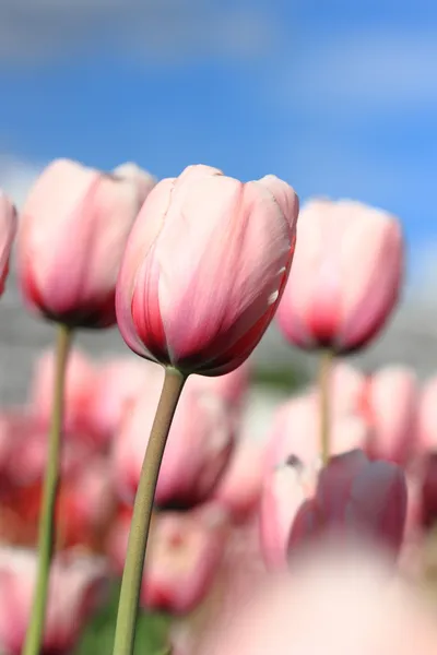 Hermosa naturaleza fondo — Foto de Stock