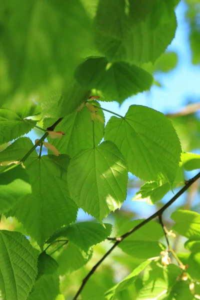 Bela natureza fundo — Fotografia de Stock