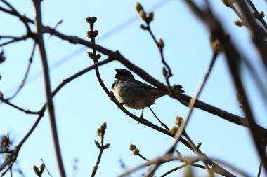 Bir ağaç dalı parkta oturan serçe
