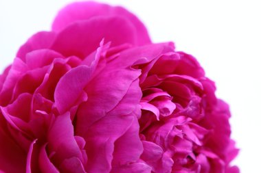 Pembe şakayık çiçeği