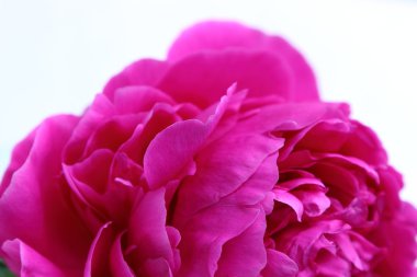 Pembe şakayık çiçeği