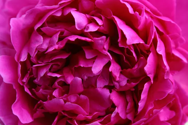 Fiore di peonia rosa — Foto Stock