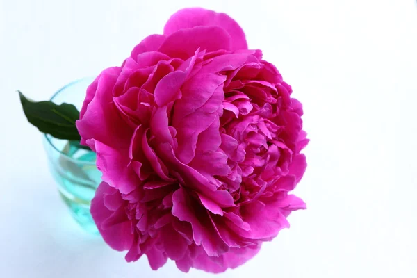 Fiore di peonia rosa — Foto Stock