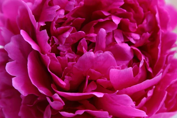 Fiore di peonia rosa — Foto Stock