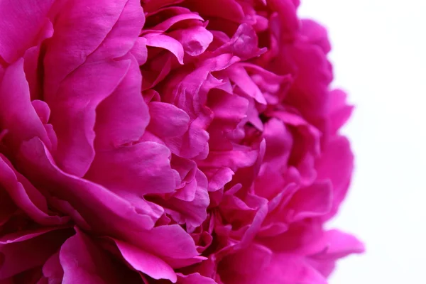 Fiore di peonia rosa — Foto Stock