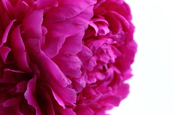 Fiore di peonia rosa — Foto Stock