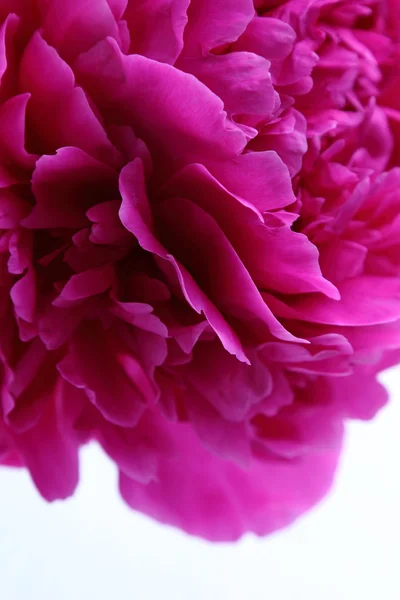 Fiore di peonia rosa — Foto Stock