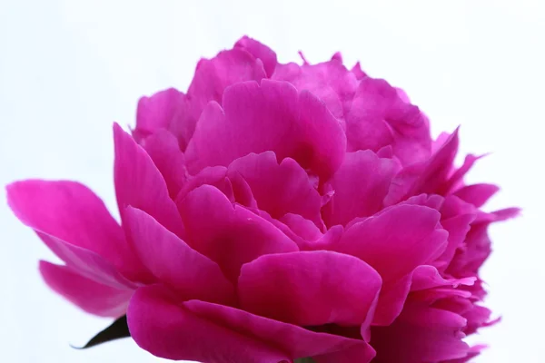 Pink peony flower — Stock Photo, Image