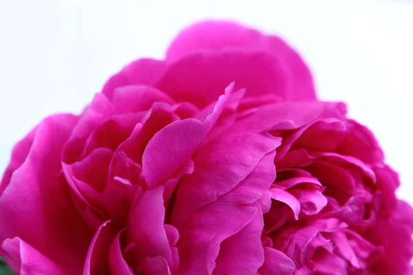粉红牡丹花 — 图库照片