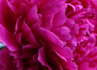 izole kırmızı Şakayık