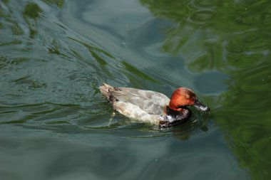 Rusya Moskova hayvanat bahçesi çok güzel ördek