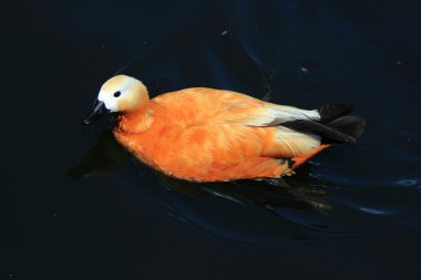 Yaz havuzda su üzerinde farklı doğurmak güzel su kuşları ördek