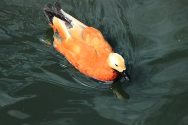 Yaz havuzda su üzerinde farklı doğurmak güzel su kuşları ördek