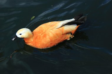 Hayvanat bahçesinde Gölde ördekler