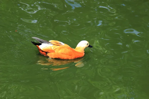 Lindo pato no zoológico de Moscou, Rússia — Fotografia de Stock