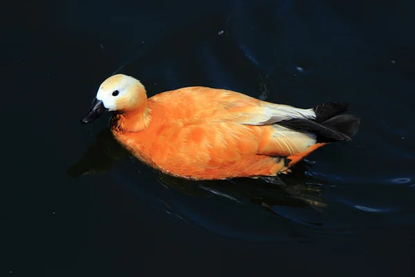 Vackra Sjöfåglar Anka Flytande Olika Raser Sommar Dammen — Stockfoto