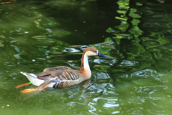 Piękne kaczki w zoo Moskwa, Rosja — Zdjęcie stockowe