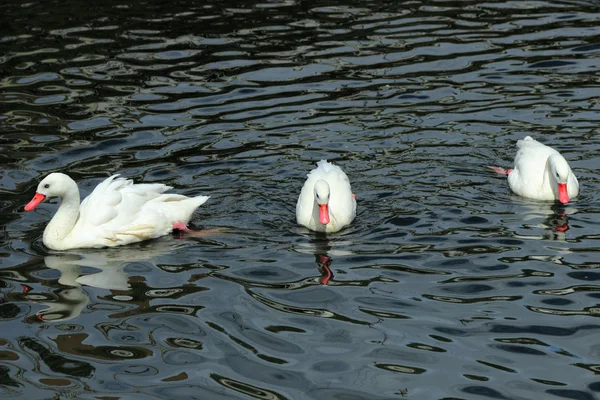 Gruppe Weißer Schwäne Auf Dem Teich Moskauer Zoo Russland — Stockfoto