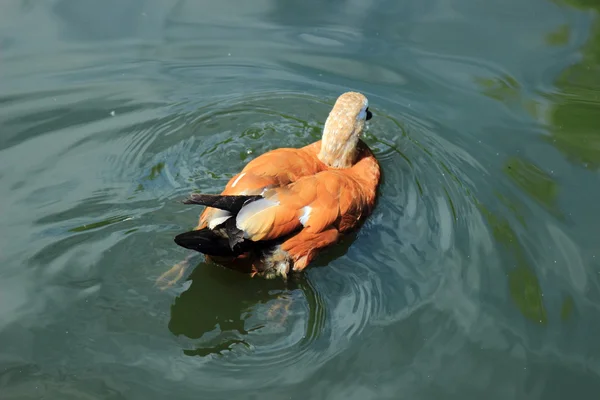 Bela Ave Aquática Pato Flutuar Diferentes Raças Lagoa Verão — Fotografia de Stock