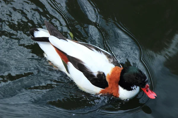 Piękne kaczki w zoo Moskwa, Rosja — Zdjęcie stockowe