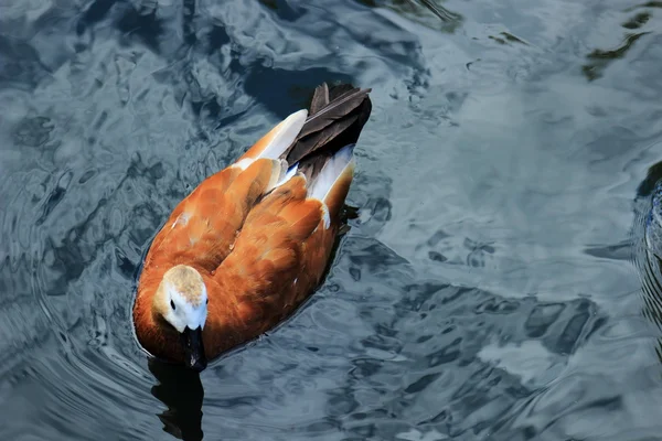 Hermoso Pato Aves Acuáticas Flote Diferentes Razas Estanque Verano — Foto de Stock