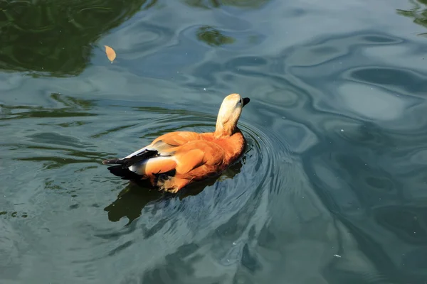 Härlig anka i Moskva zoo, Ryssland — Stockfoto