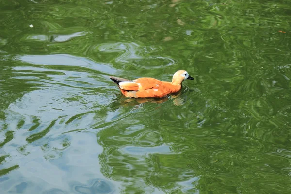 Yaz Havuzda Üzerinde Farklı Doğurmak Güzel Kuşları Ördek — Stok fotoğraf