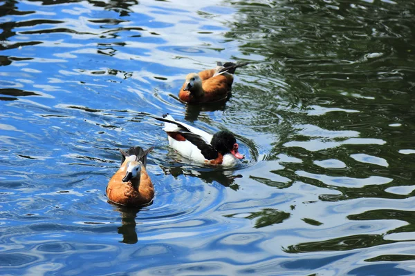 Hermoso Pato Aves Acuáticas Flote Diferentes Razas Estanque Verano —  Fotos de Stock