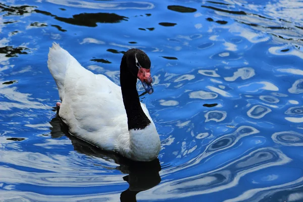 Witte Zwaan — Stockfoto