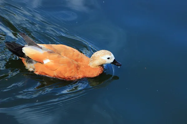 美しい水鳥アヒル夏の池に浮かんでの異なった品種 — ストック写真