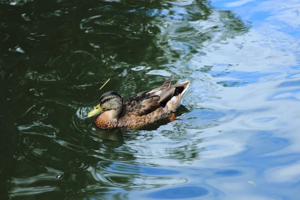 Yaz Havuzda Üzerinde Farklı Doğurmak Güzel Kuşları Ördek — Stok fotoğraf