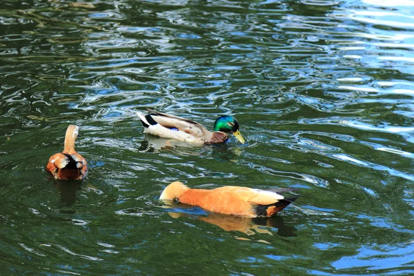 美しい水鳥アヒル夏の池に浮かんでの異なった品種 — ストック写真