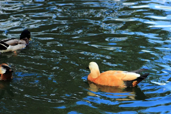 Vackra Sjöfåglar Anka Flytande Olika Raser Sommar Dammen — Stockfoto