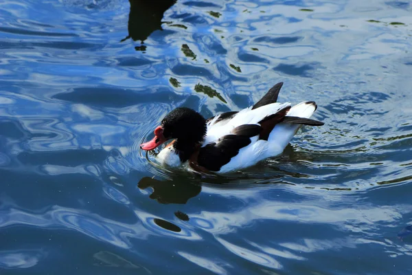 Diferentes Raças Patos Nadando Lago Zoológico — Fotografia de Stock