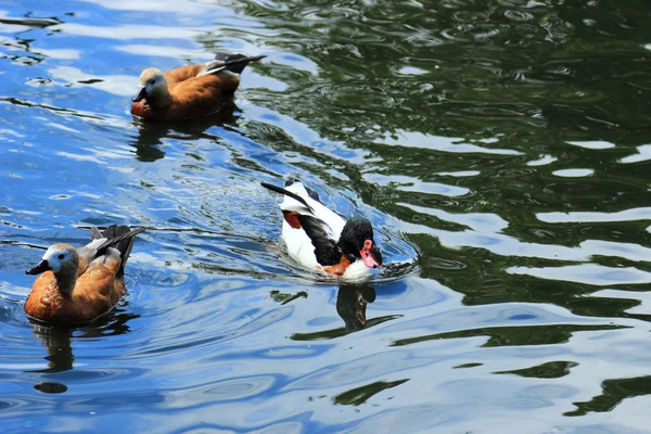 Mooie Watervogels Eend Drijven Verschillende Rassen Zomer Vijver — Stockfoto