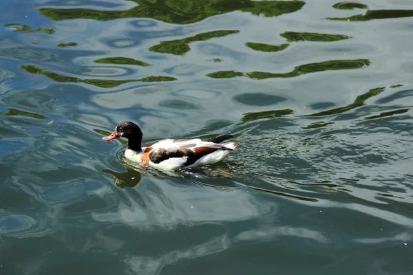 Hermoso Pato Aves Acuáticas Flote Diferentes Razas Estanque Verano —  Fotos de Stock