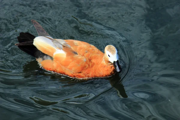 Piękne kaczki — Zdjęcie stockowe