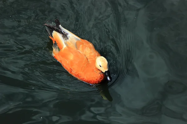 Ruddy Shelduck Ruddy Shelduck Pato Vermelho Lat Tadorna Ferruginea Família — Fotografia de Stock