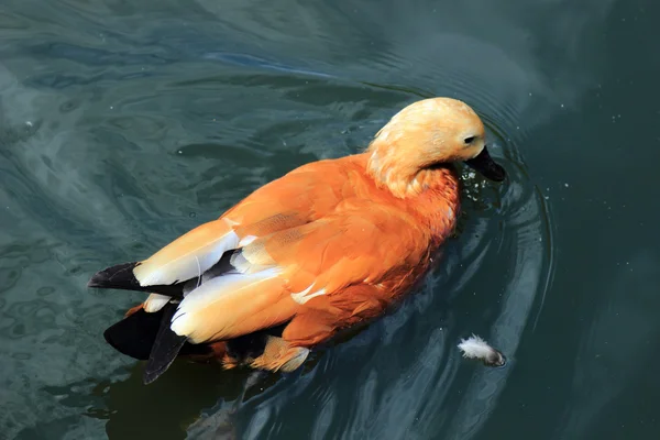 Vackra Sjöfåglar Anka Flytande Olika Raser Sommar Dammen — Stockfoto