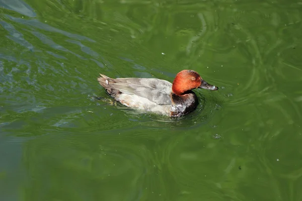 Různých Plemen Kachen Koupání Jezeře Zoo — Stock fotografie